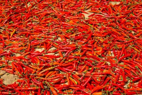 Hot chilli peppers Stock Photos
