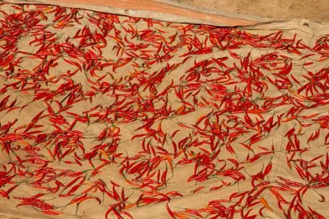 Hot chilli peppers Foto stock