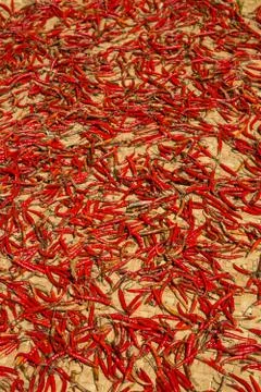 Hot chilli peppers Stock Photos