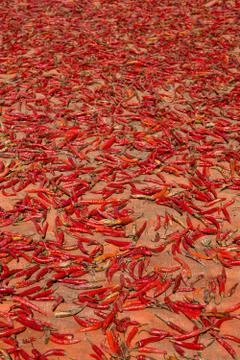 Hot chilli peppers Stock Photos