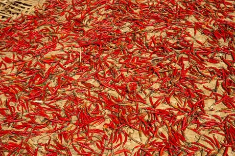 Hot chilli peppers Foto stock