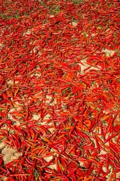 Hot chilli peppers Stock Photos