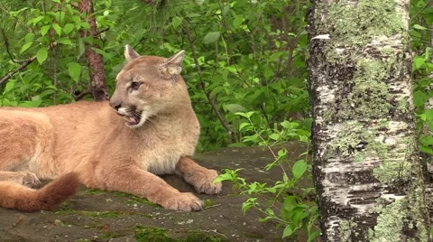 A hot cougar lying down in the woods Stock Footage 39982776
