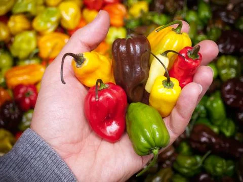 Hot crops Stock Photos