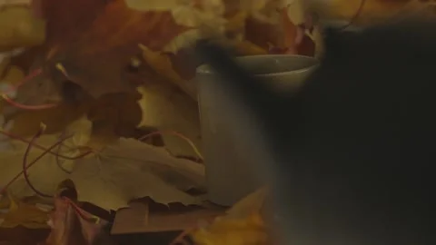 Hot cup Fall Stock Footage 162262225