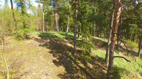 Hot day among pine trees. Stock Footage 62778036