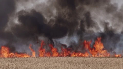 Hot field Stock Footage 86637871