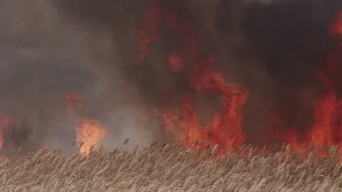 Hot field Stock Footage 86638474