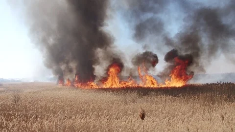 Hot field Stock Footage 86638644