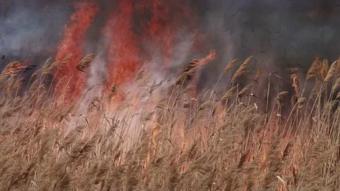 Hot field Stock Footage 86638758