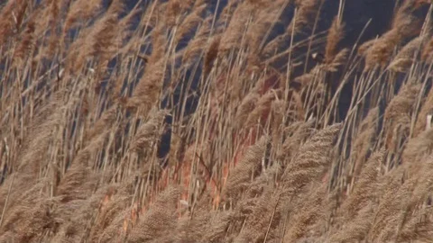 Hot field Stock Footage 86638761