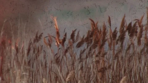 Hot field Video stock 86638801