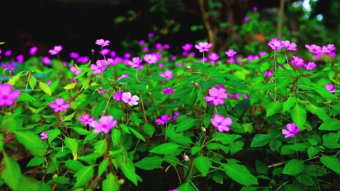 Hot frying pan on fire Stock Footage 252336484