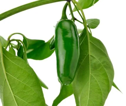 Hot green pepper Stock Photos