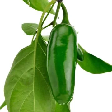 Hot green pepper Stock Photos