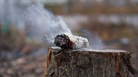 Hot oak log at tree trunk Stock Footage 107578229