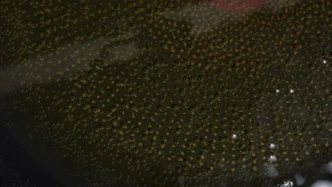 Hot Oil Stock Footage 229694580