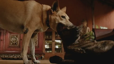 A hot panting dog looking towards the camera with another dog playing Stock Footage 86403881