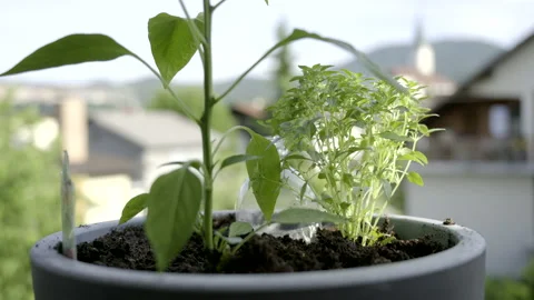 Hot pepper and herb in a pot on the balcony Stock Footage 155784133