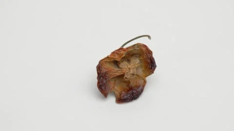 Hot pepper Bishop's crown rotates on a white background. Stockbeeldmateriaal 270059260