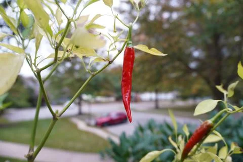 Hot pepper close up Stock Photos