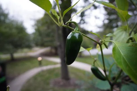 Hot pepper close up Stock Photos