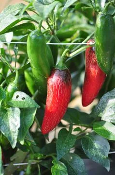 Hot pepper farm Stock Photos