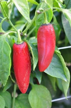 Hot pepper farm Stock Photos