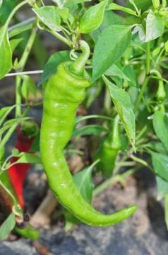 Hot pepper farm Stock Photos