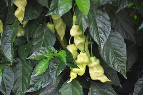 Hot pepper farm Stock Photos