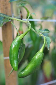 Hot pepper farm Stock Photos