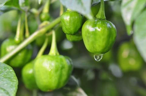 Hot pepper farm Stock Photos