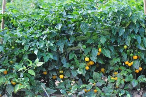 Hot pepper farm Stock Photos