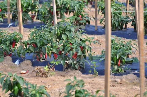 Hot pepper farm Stock Photos