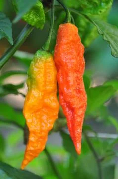 Hot pepper farm Stock Photos