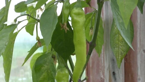 Hot pepper hangs on a branch Stock Footage 137858494