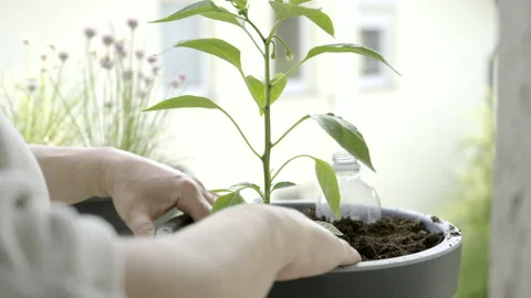 Hot pepper plant being planted into a pot on the balcony Stock Footage 155776745