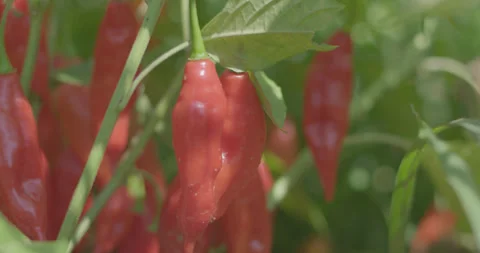 Hot peppers 1 Stock Footage 133962542