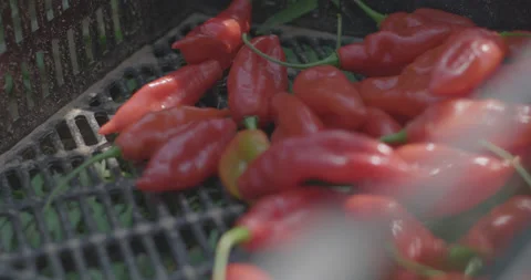 Hot peppers 2 Stock Footage 134100809
