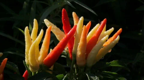 Hot peppers Vídeos de archivo 637002