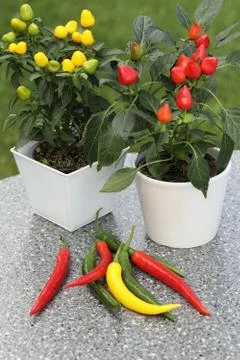 Hot peppers Foto stock