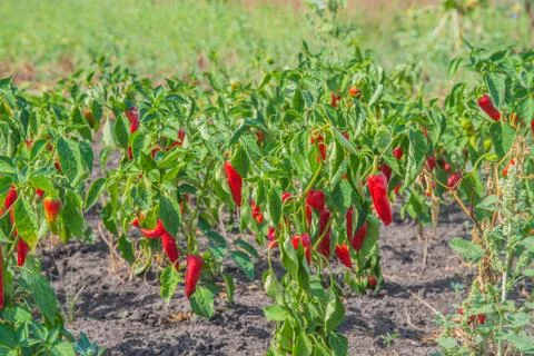 Hot peppers Foto stock