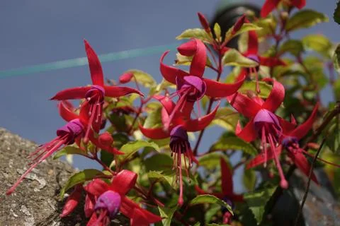 Hot pink flora Stock Photos