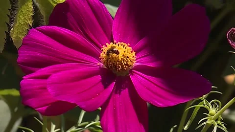 Hot pink flower with bee Video stock 143880491