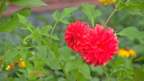 Hot pink flower Stock Footage 114878501