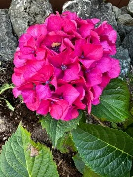Hot Pink Hydrangea Bloom Stock Photos
