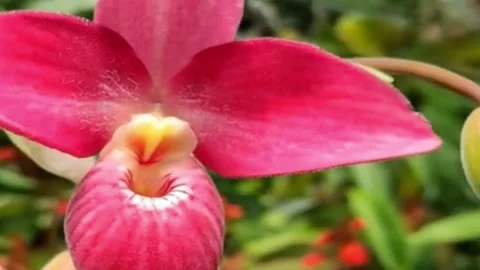 Hot Pink Vanda Orchid Macro Close Up 4K Stock Footage 343764751