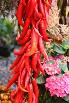 Hot red pepper Stock Photos