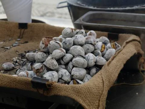 Hot roasted chestnuts. Stock Photos
