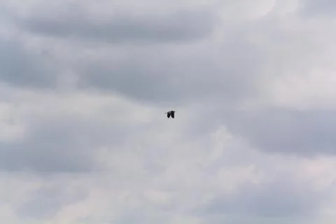 Hot-spawn bird 10 Stock Photos